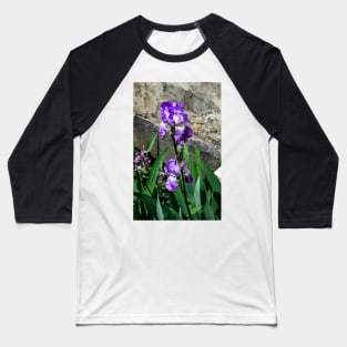 Bearded Iris in Spring Baseball T-Shirt